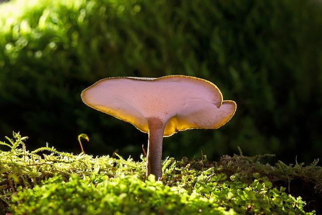 Reishi Mushroom Coffee: Zdravotní přínosy a chutě