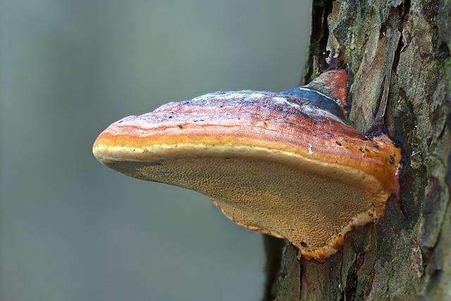 Tipy pro výběr kvalitní Reishi houbové kávy