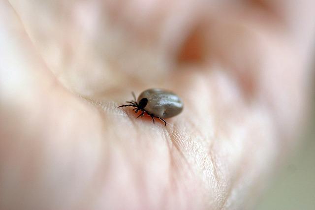 Možné zdravotní rizika spojená s jejich konzumací