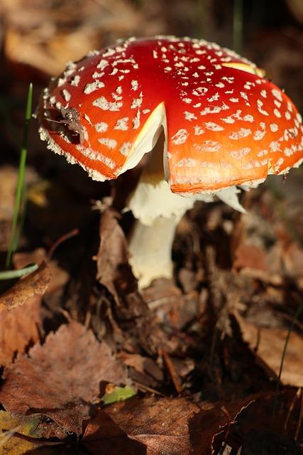 Rizika spojená s užíváním Kratomu jako léku na nevolnost