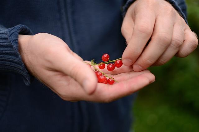 Bio yerba maté od tradičních producentů