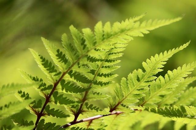 Tipy od zkušených uživatelů kratomu pro vylepšení chuti