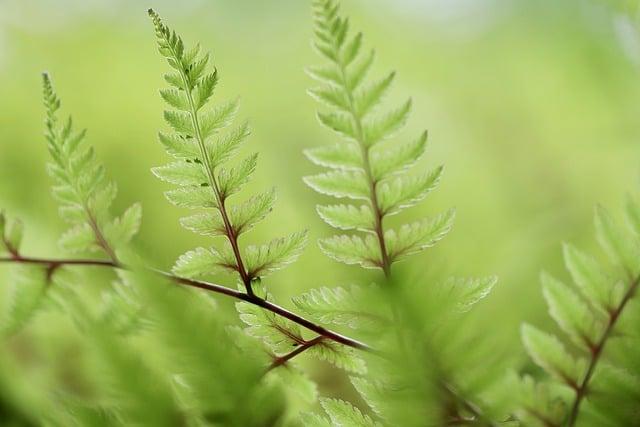 Tipy na přípravu hladkého a krémového matcha pudingu