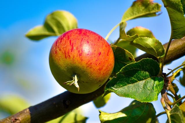 Důležité faktory při výběru čaje pro detoxikaci jater