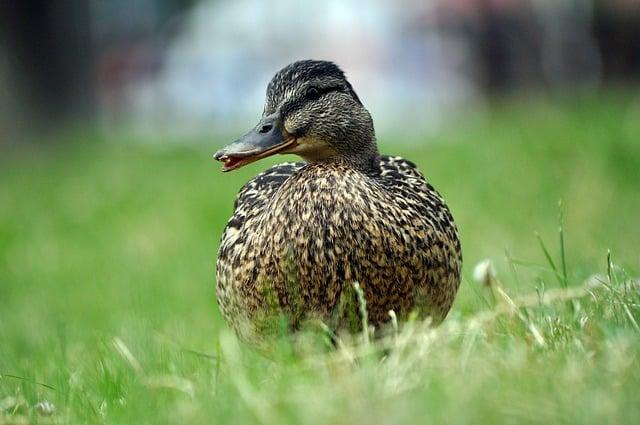 Káva s Mlékem: Křížovka pro Milovníky Kávy