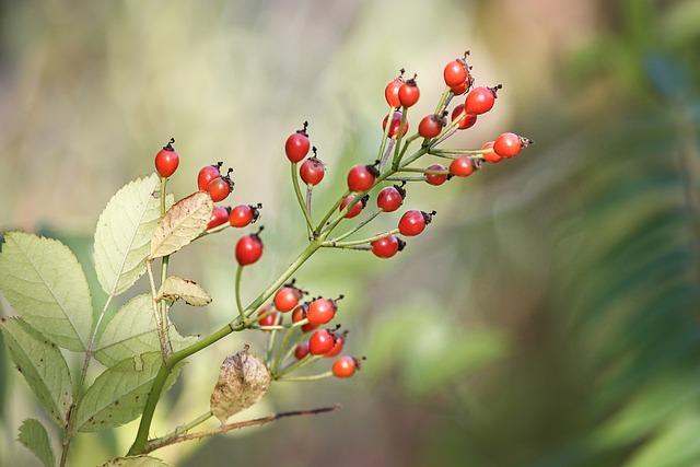 Jak si připravit domácí šípkový čaj plný vitaminů a antioxidantů